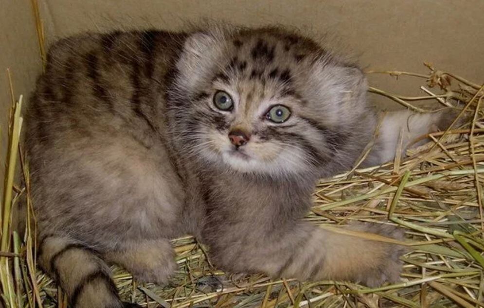 Так выглядел Тимофей, когда его принесли к бабе Пане. Оказалось не домашний котёнок, манул.