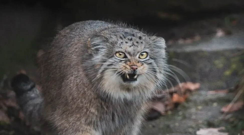 Как манул бабу Пану от зэков отстоял