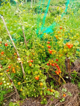 ЭТИ СОРТА ЧЕРРИ НЕ ОСТАВЯТ РАВНОДУШНЫМИ НИКОГО