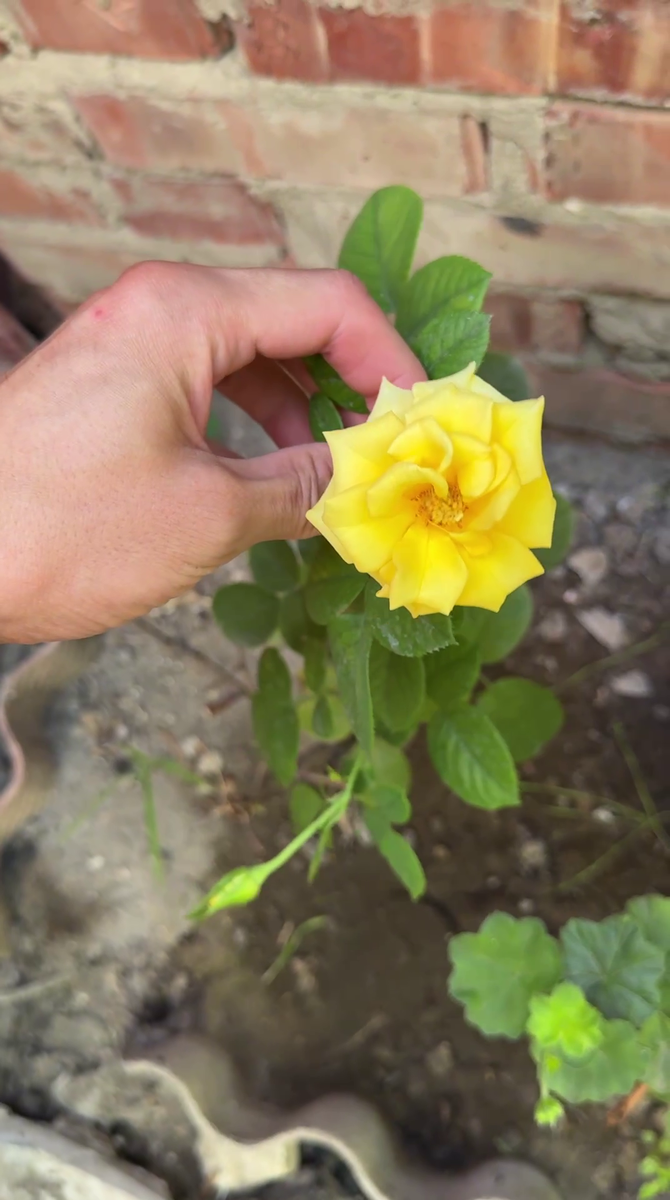 Рудбекия – канал про цветы.  «Керио» — жёлтая чайно-гибридная роза. Название дано в честь озера Керио в Кении. 
