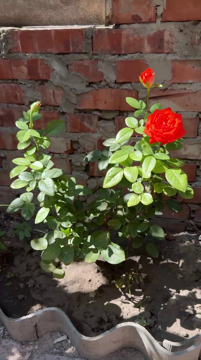 Рудбекия – канал про цветы. Роза "Верано".