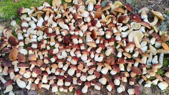 из открытого источника