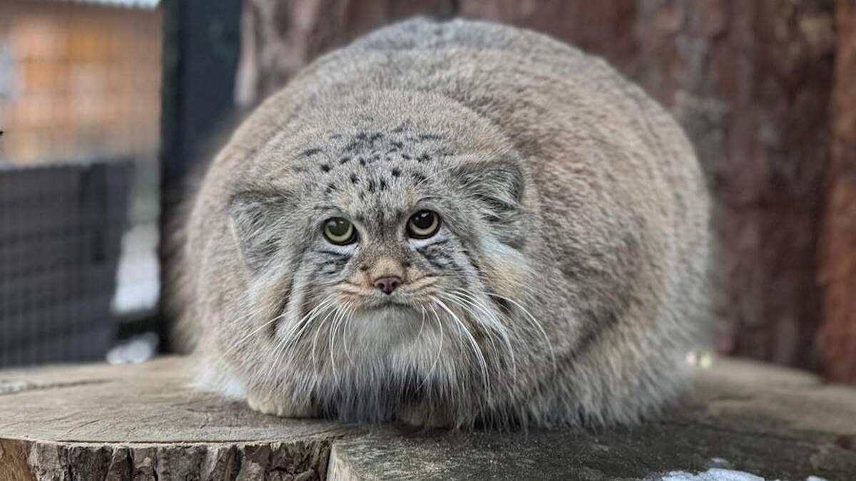    Фото: t.me/lenzoopark