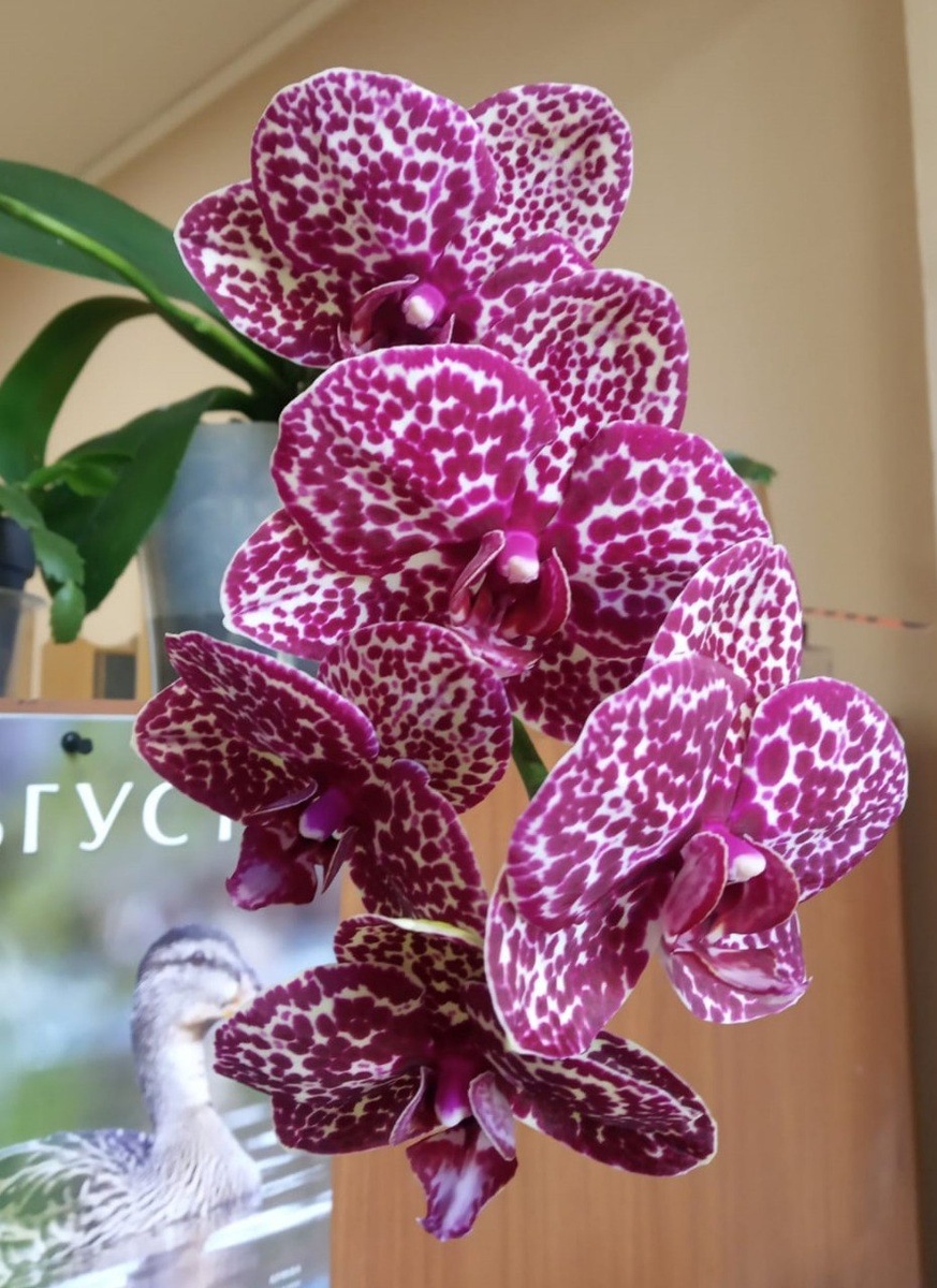 Орхидея Дикий кот август 2025. Первое домашнее цветение.