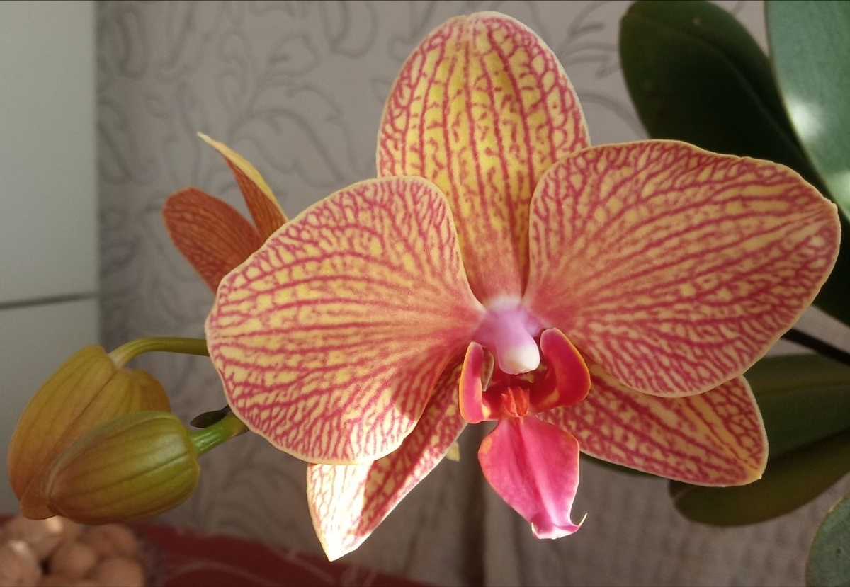 Мп0722 орхидея фаленопсис