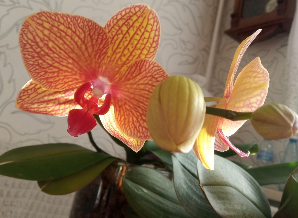 Первое домашнее цветение M-P0722