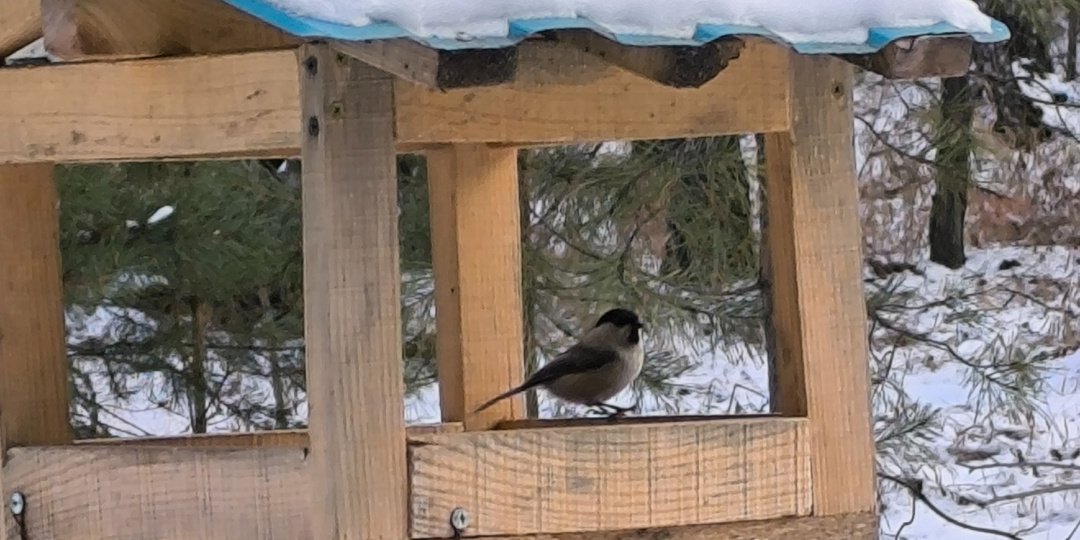 Зимняя прогулка по лесу