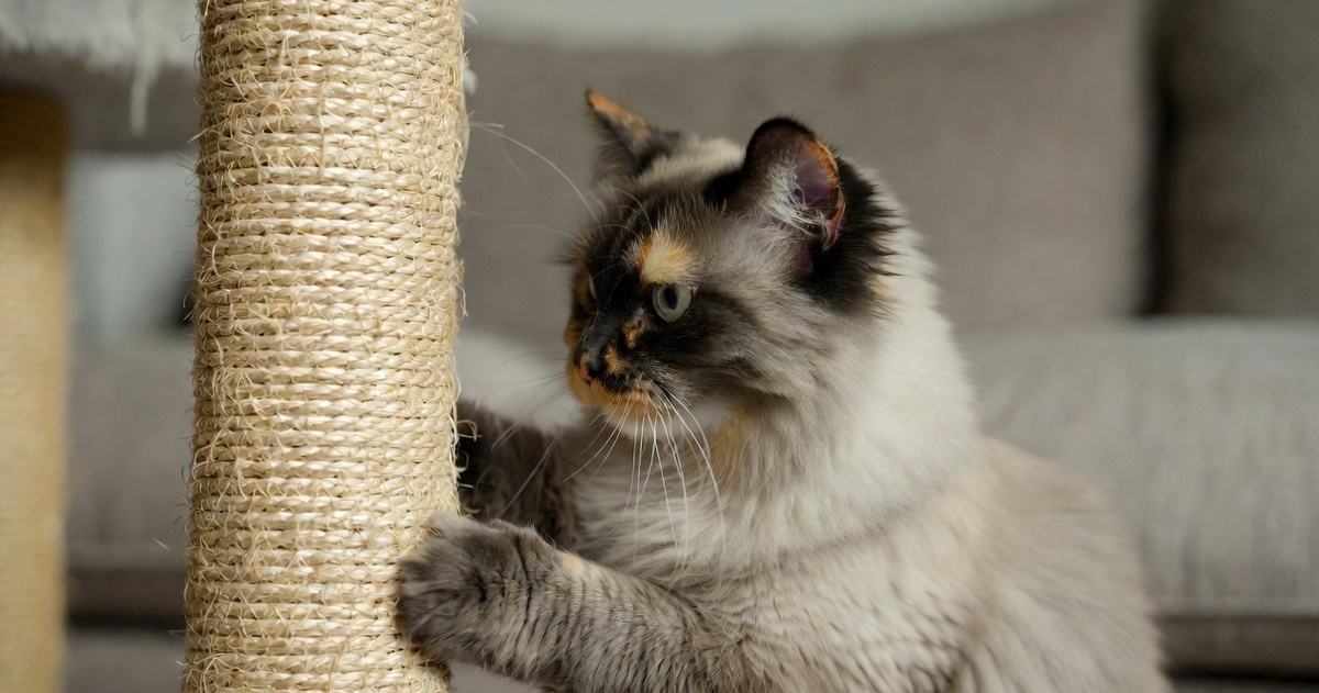 Когтеточка - лучшее решение для спасения мебели.