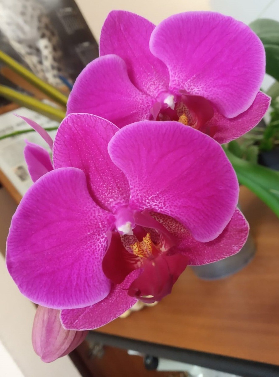 Орхидея фаленопсис Стелленбош Stellenbosch фото