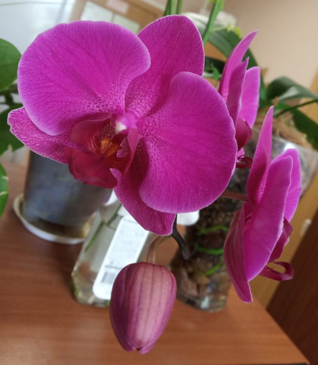 Первое домашнее цветение орхидеи Stellenbosch