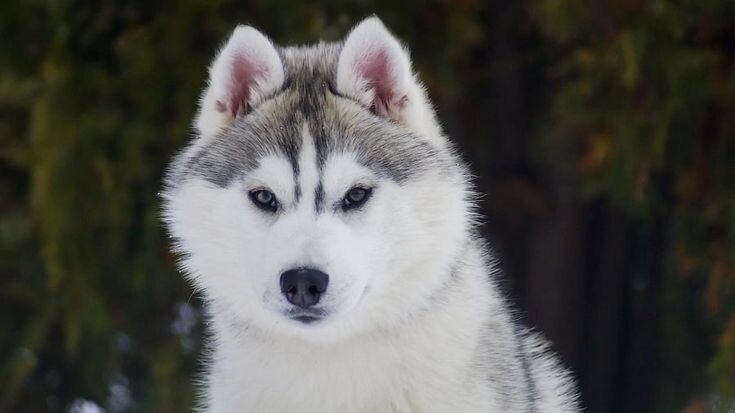 Сибирский хаски