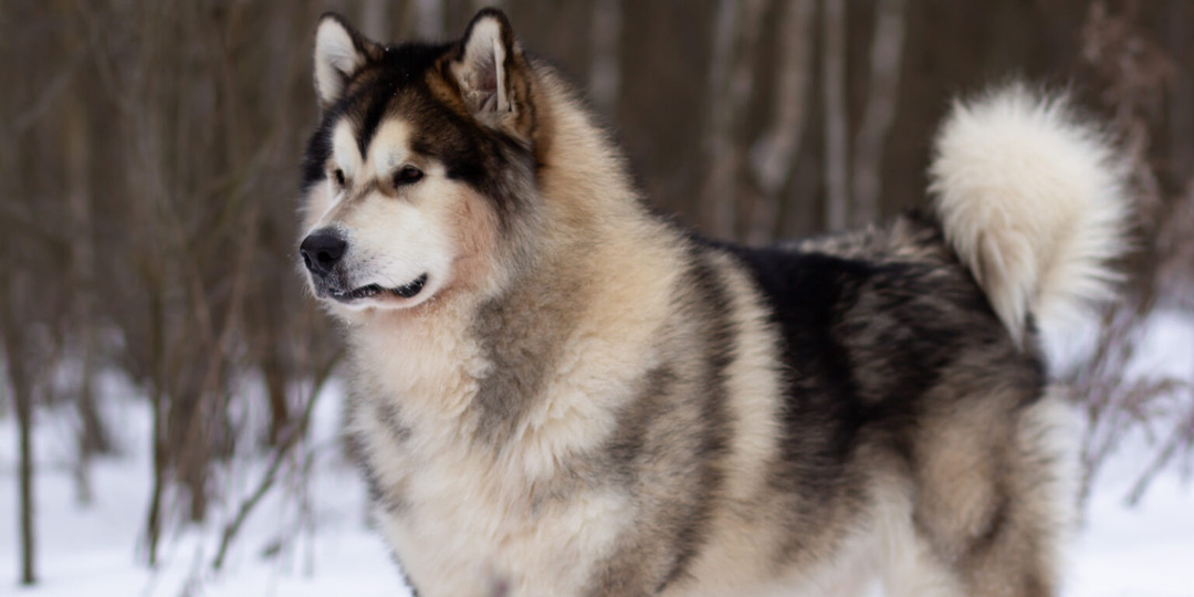 5 пород, которым обязательно нужен снег, иначе им реально плохо