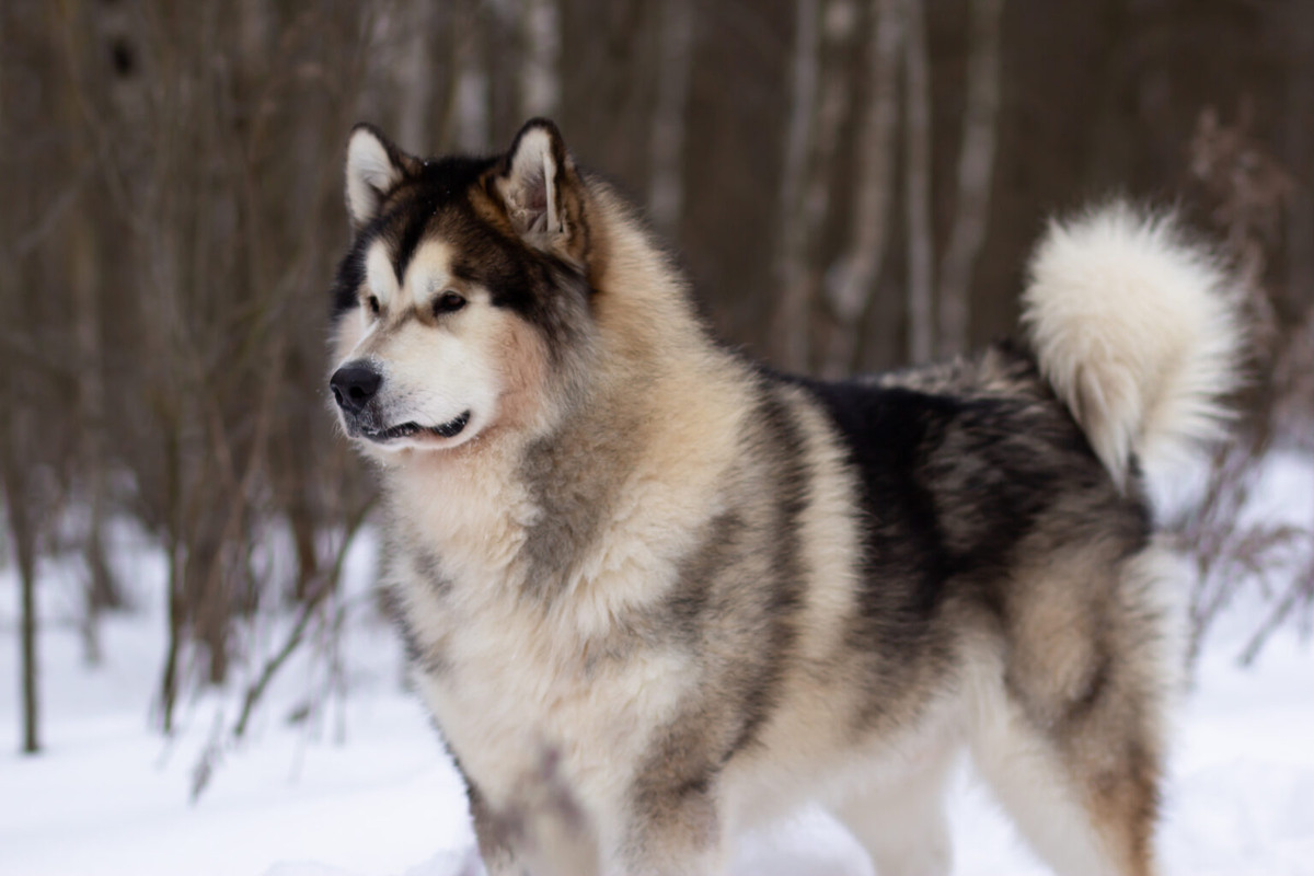 Аляскинский маламут