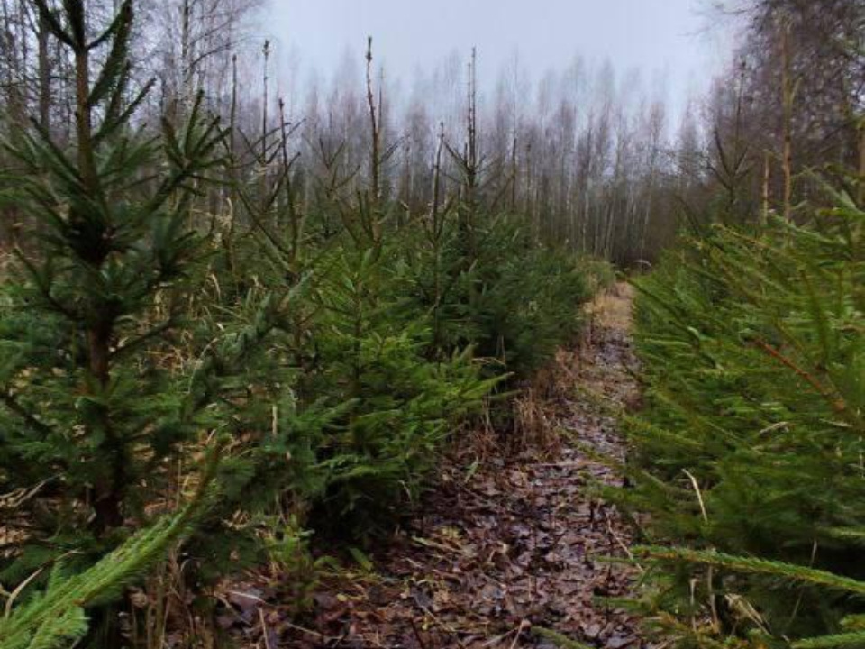    Фото: Комитет лесного хозяйства Московской области