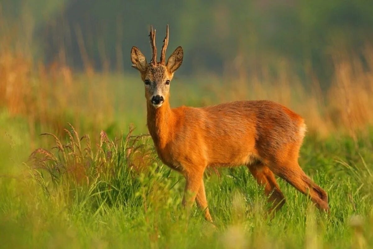 Фото с сайта: https://polinka.top/pics3/36122-kosulja-kartinka.html