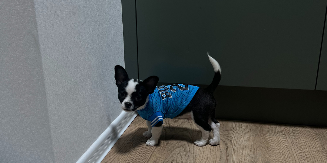 Как приучить щенка к пеленке?