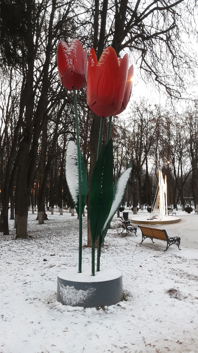 Зимние тюльпаны...