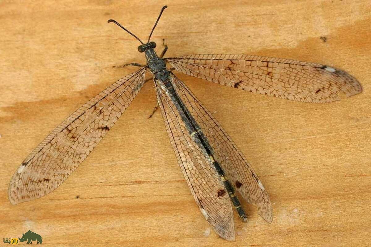 Фото с сайта: https://razebaghaa.ir/fa/news/4083/مورچه%E2%80%8Cگیر-حشره-مشهور-به-دام-مرگبار-که-مرموزترین-شکارچی-جهان-است-و-اغلب-ایرانی%E2%80%8Cها-آن-را-دیده%E2%80%8Cاند