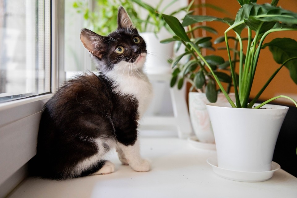    Белый налет на почве и его причины объяснила тюменский садовод Оксана ЗУЙКО