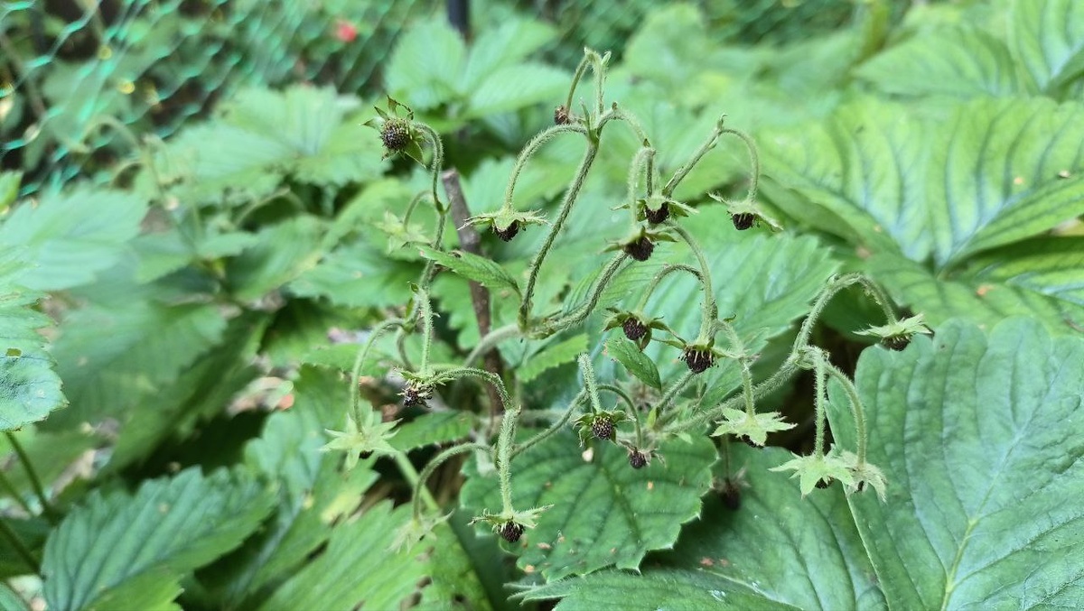 фото из чата Дачный агроном