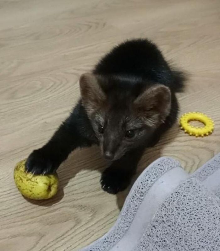 Фото предоставлено Фондом имени Жопэна