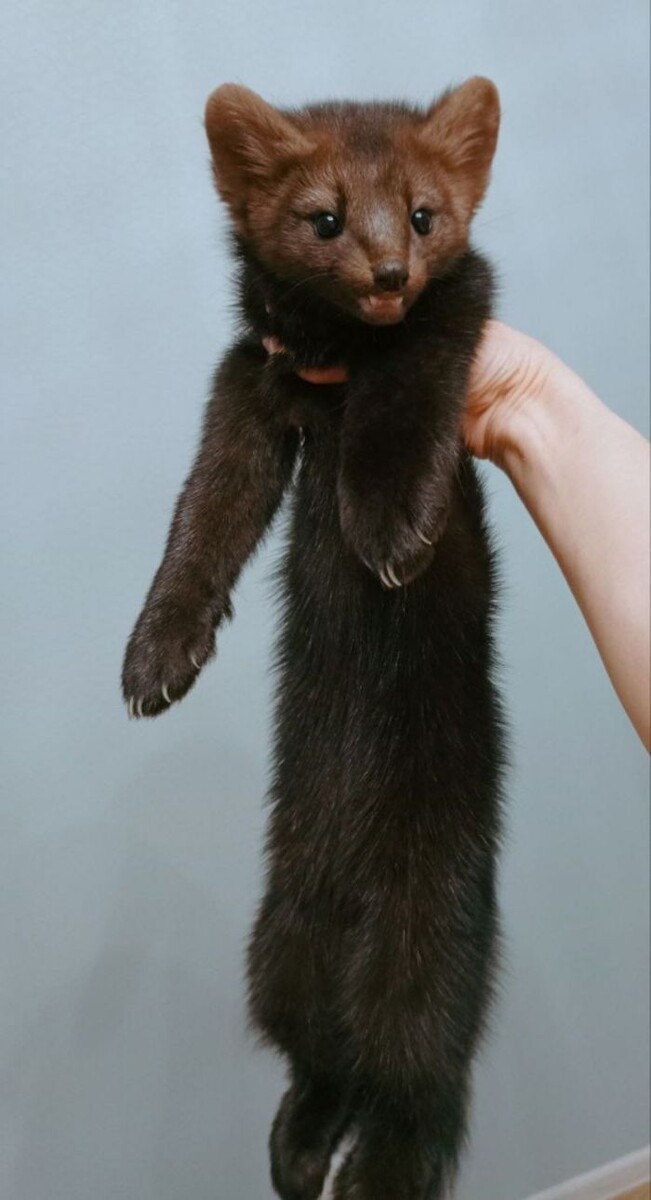 Фото предоставлено Фондом имени Жопэна