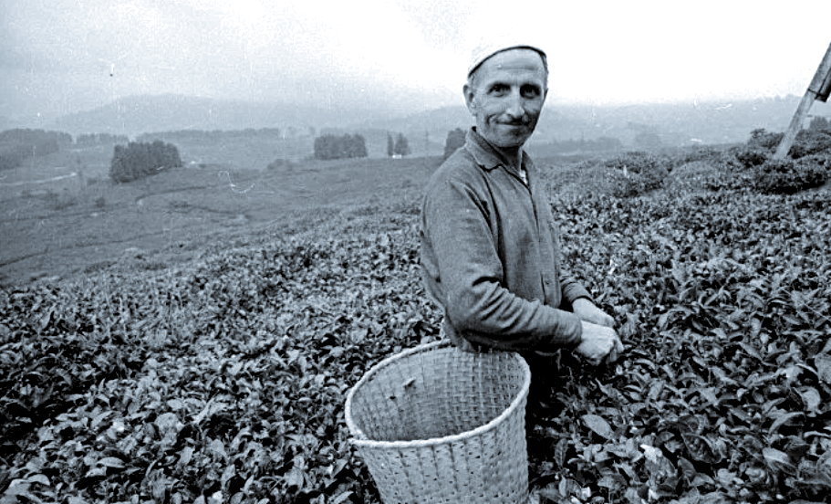 Сборщик чая, ГССР, 1971 г.