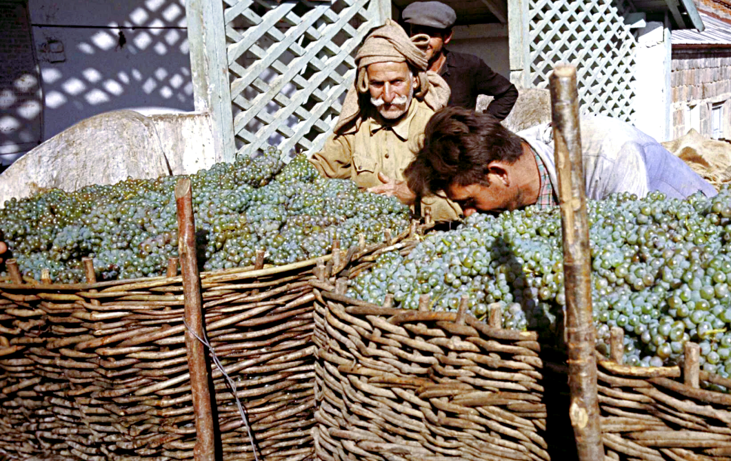 Богатый урожай винограда в Грузинской ССР.