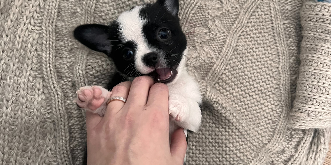 Как я адаптировалась к жизни с щенком и работой в Москве.