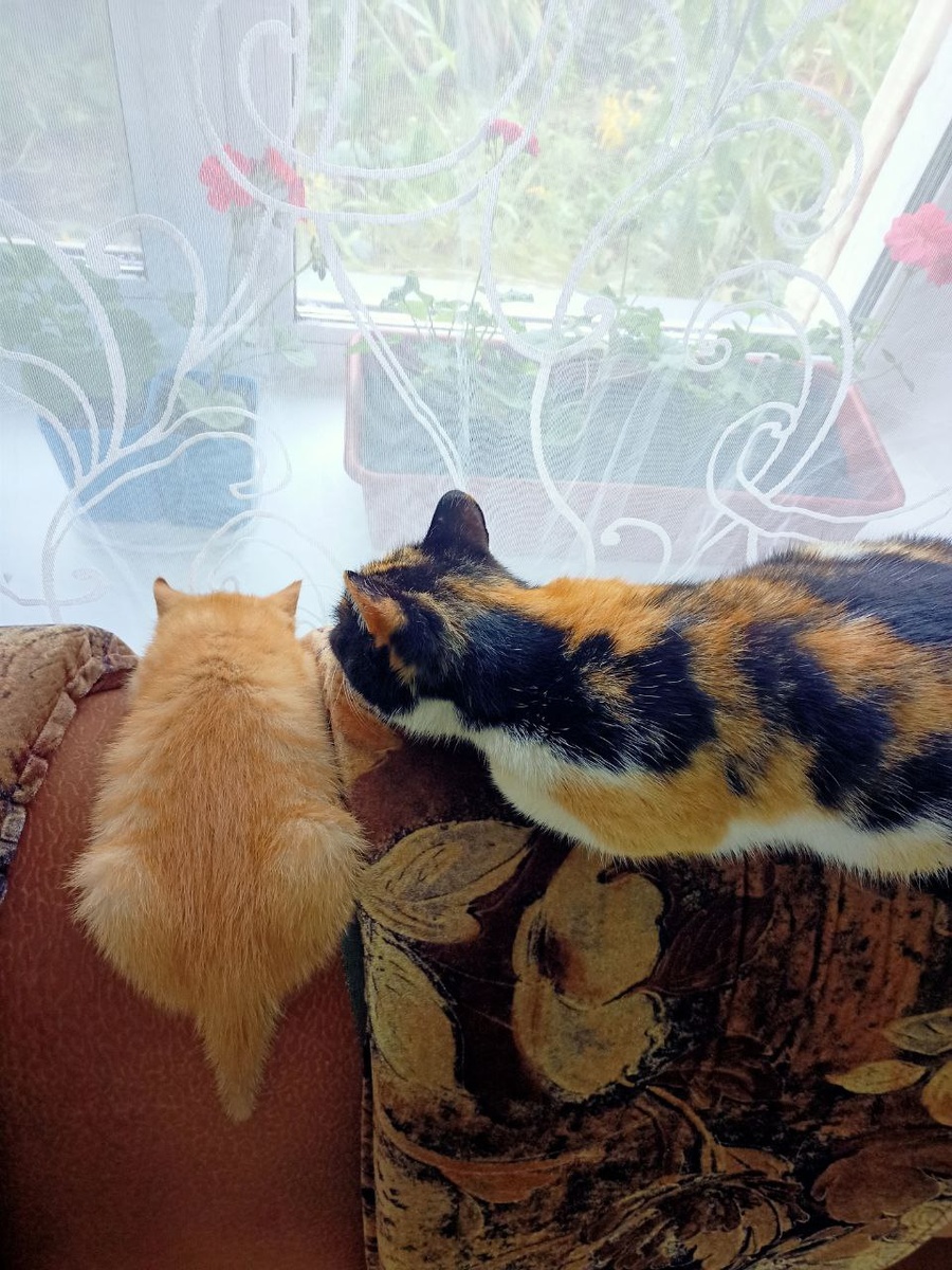 Особенность кошек - они могут идеально вписаться в любой интерьер дома) / здесь и далее - фото и ИИ-генерация автора