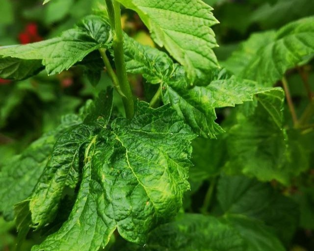 Тля на смородине закрчивает