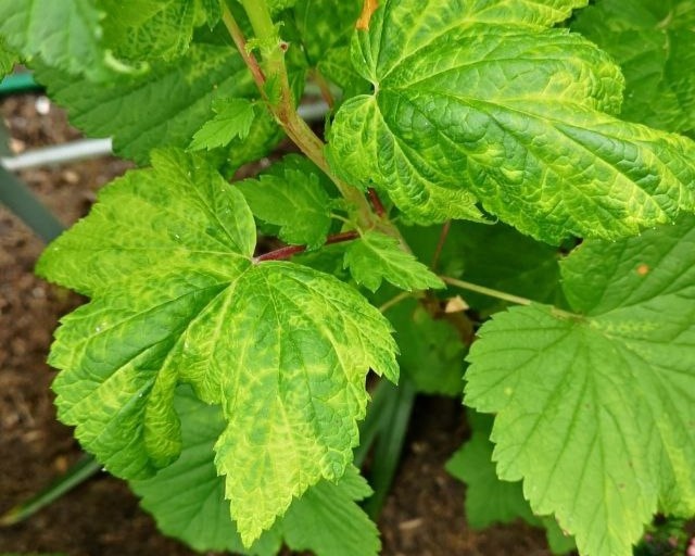 К сожалению, тля - один из главных переносчиков вирусных заболеваний