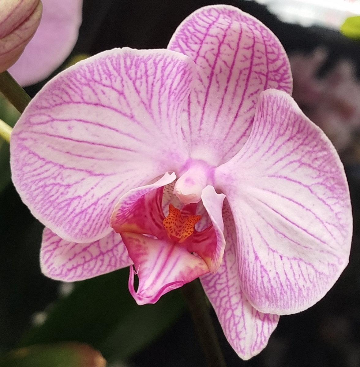 23 января 2025