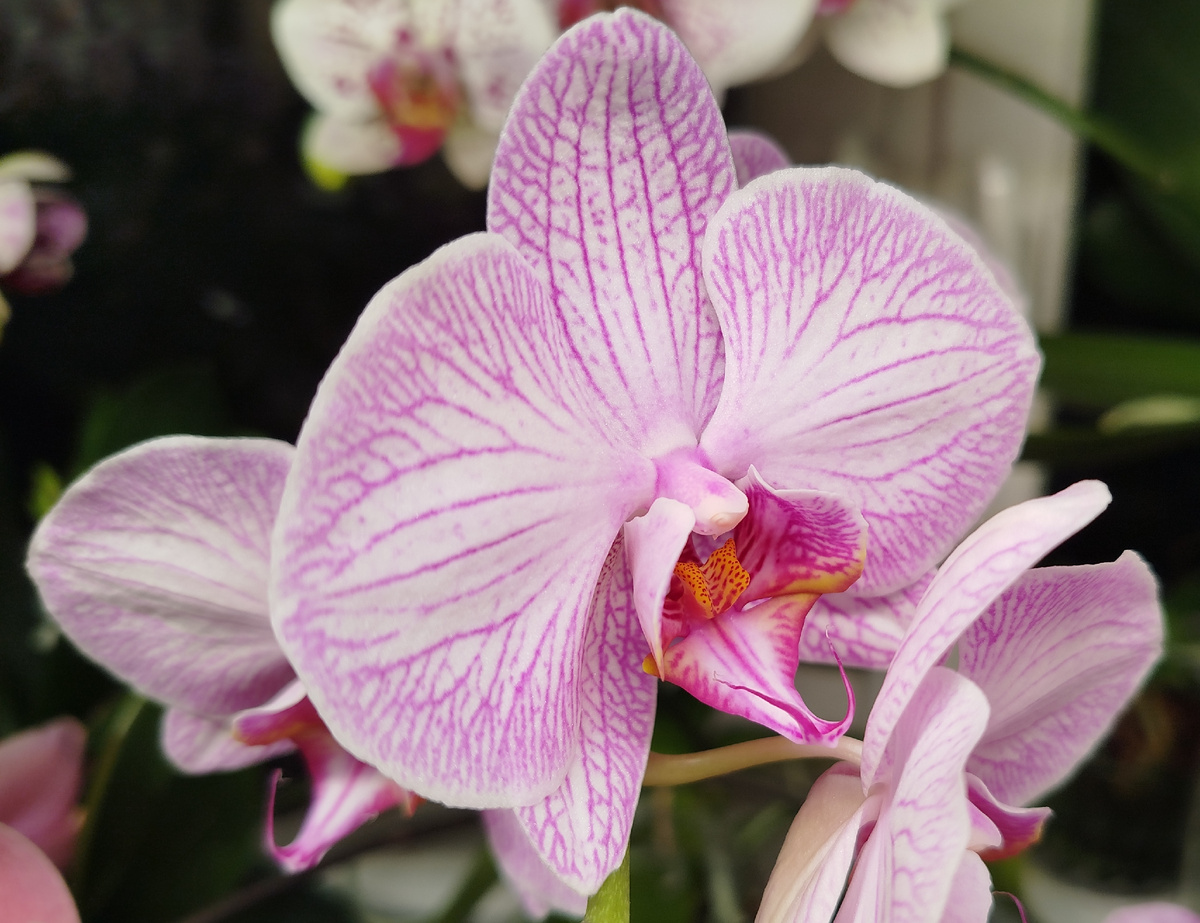 31 января 2025 