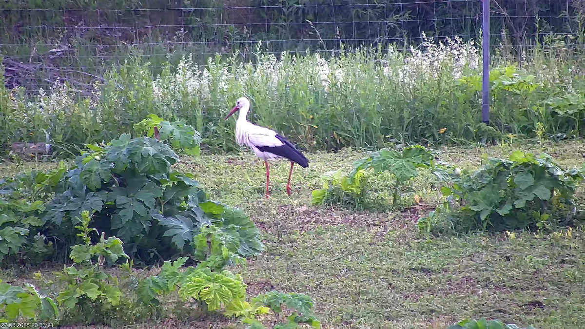 наши заросли борщевика и сосед аист)