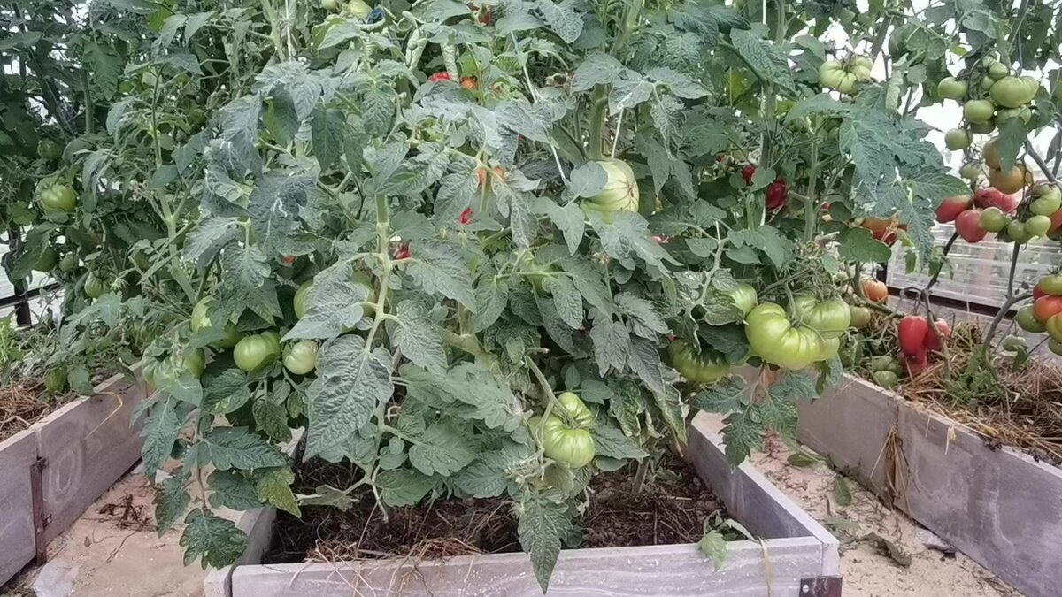 Гном Завиток Удачи в торце грядки в теплице