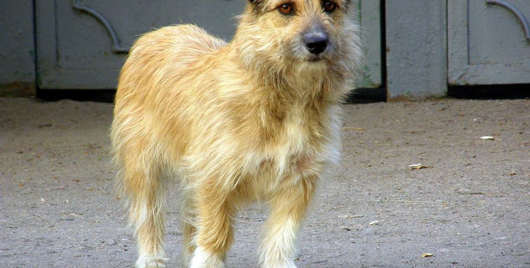 Хвостатое счастье: почему взять собаку из приюта – это как выиграть в лотерею, где главный приз – безусловная любовь