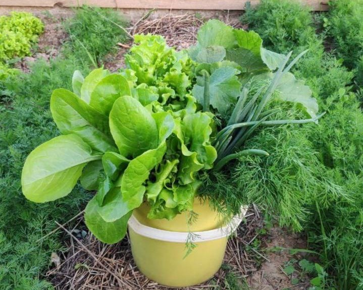 фото из чата Дачного агронома