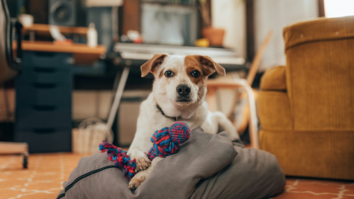    Рассказываем, как не нужно воспитывать собаку