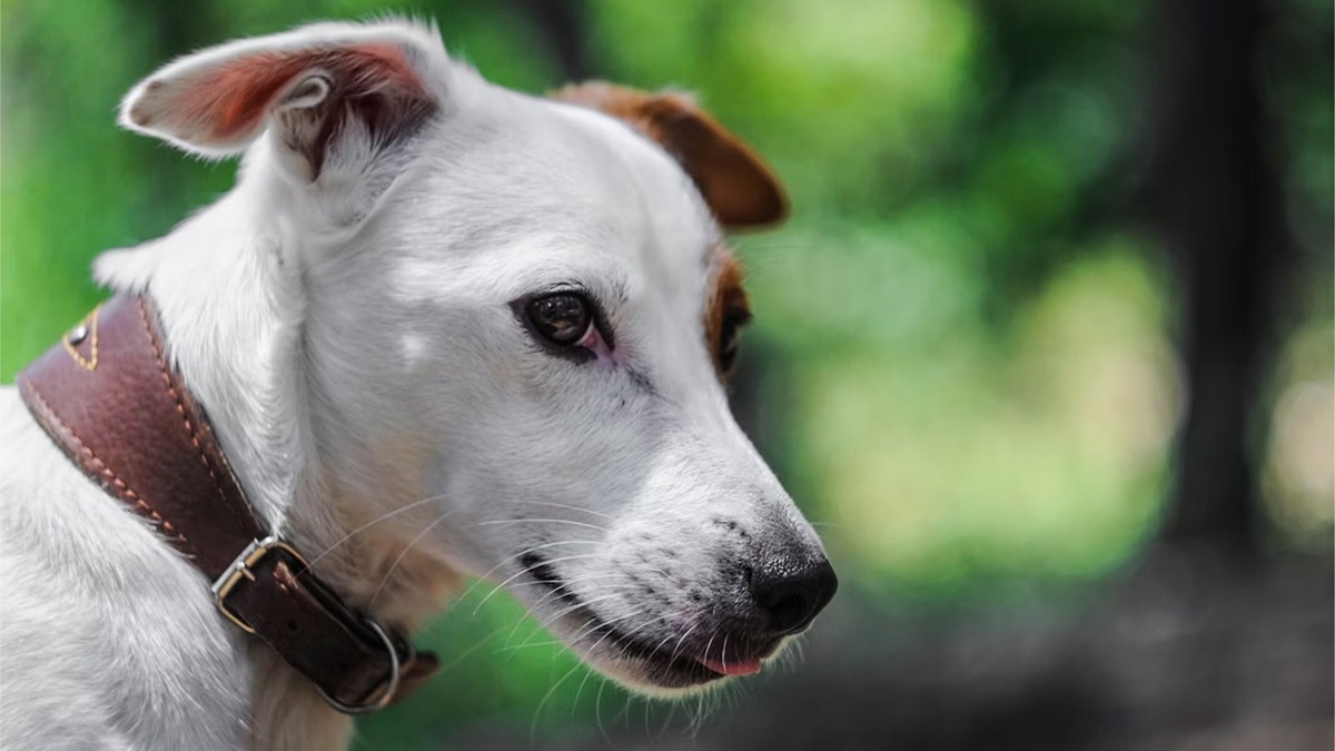    Благодаря крикам собака просто начнет вас бояться