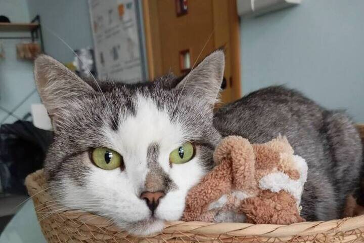 В Воронеже кошка Носик после пожара борется за жизнь в клинике