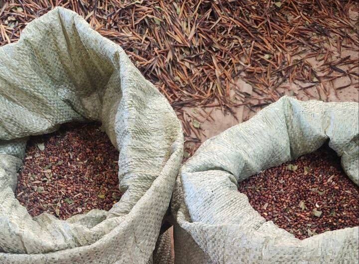    В Оренбургской области заготавливают семена деревьев Мария Чалкина