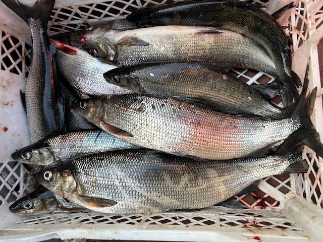 Сиг, Пяозеро 2025