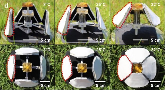 Цветки «Ханака» при различных температурах (фото: коллектив корейских учёных)