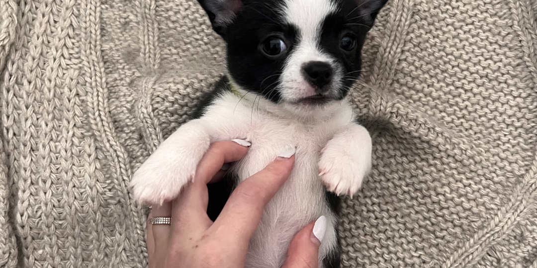 Уход за щенком чихуахуа