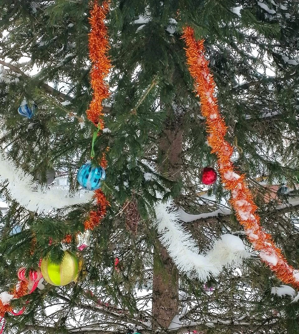 а это наша ёлочка во дворе под окном. фото автора. листайте галерею 