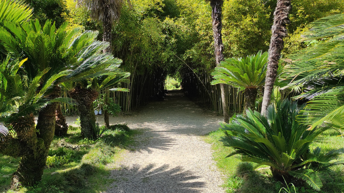 В ботаническом саду в Сухуме можно увидеть пальмы и бамбук. Фото: Кирилл Полиенко/Polienko: путешествуем вдвоём