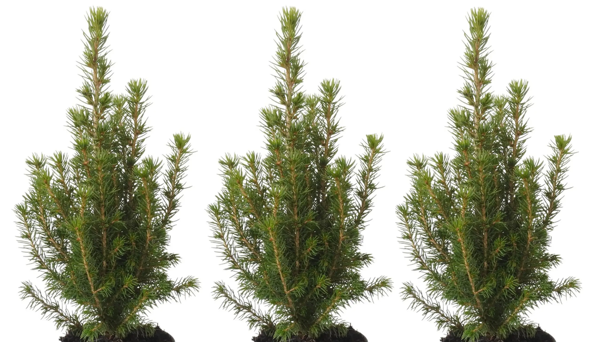 Picea glauca Conica