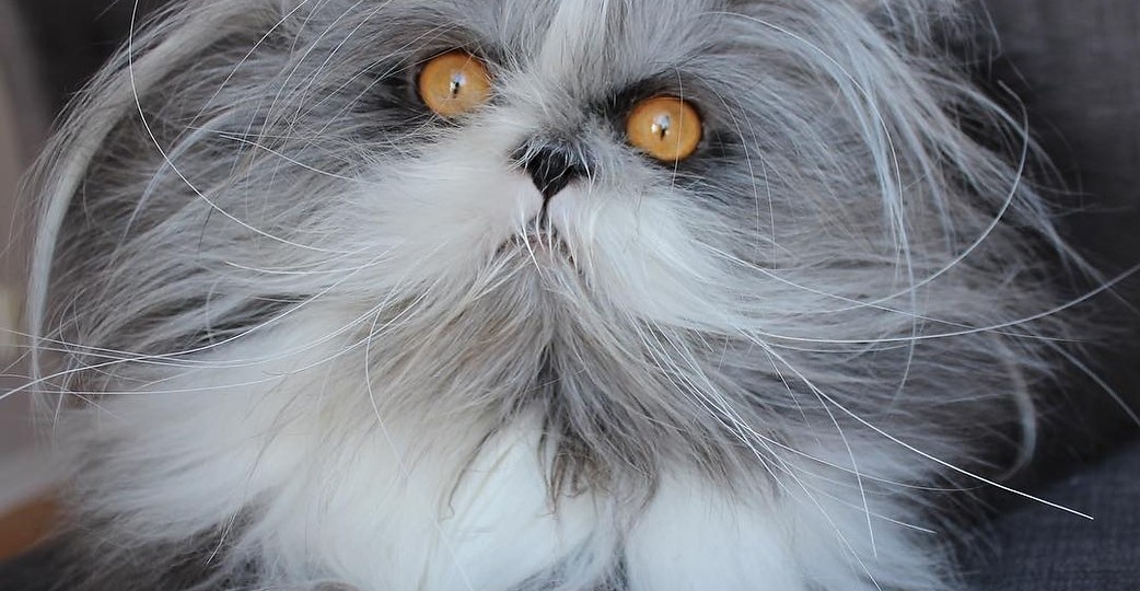 Пушистый, как облако: история кота-мема, покорившего интернет своей гипер-шерстью