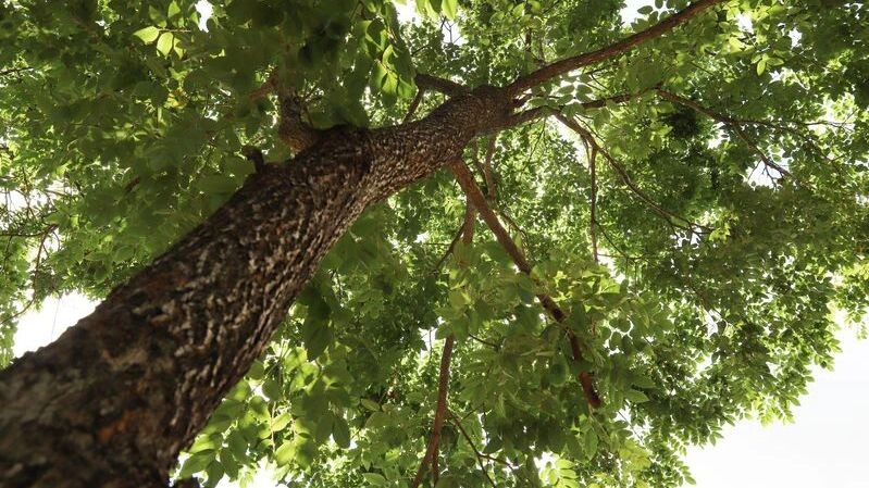    Фото: J.AMPHON/Shutterstock/Fotodom